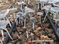 Coprinopsis cinerea-amf500-1